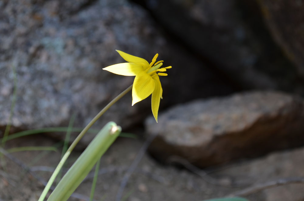 Image of Tulipa dasystemon specimen.