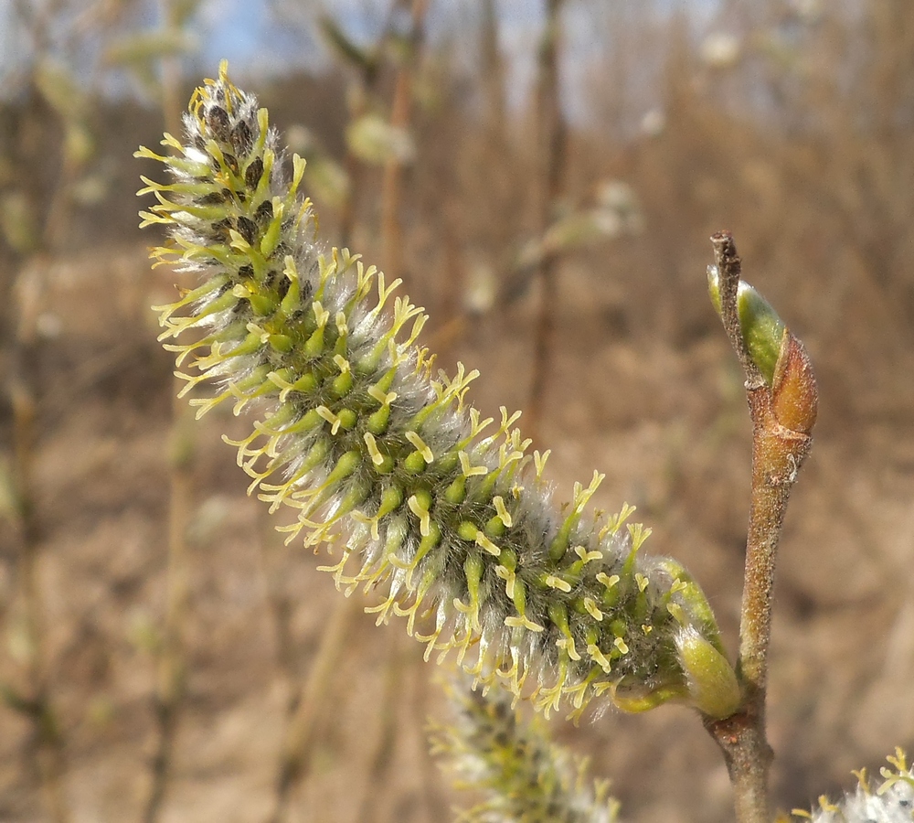 Image of Salix gmelinii specimen.