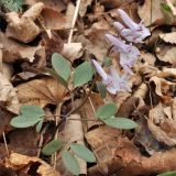 Corydalis repens. Цветущее растение. Приморский край, Шкотовский р-н, пос. Подъяпольск, склон, поросший кустарником. 26.04.2014.