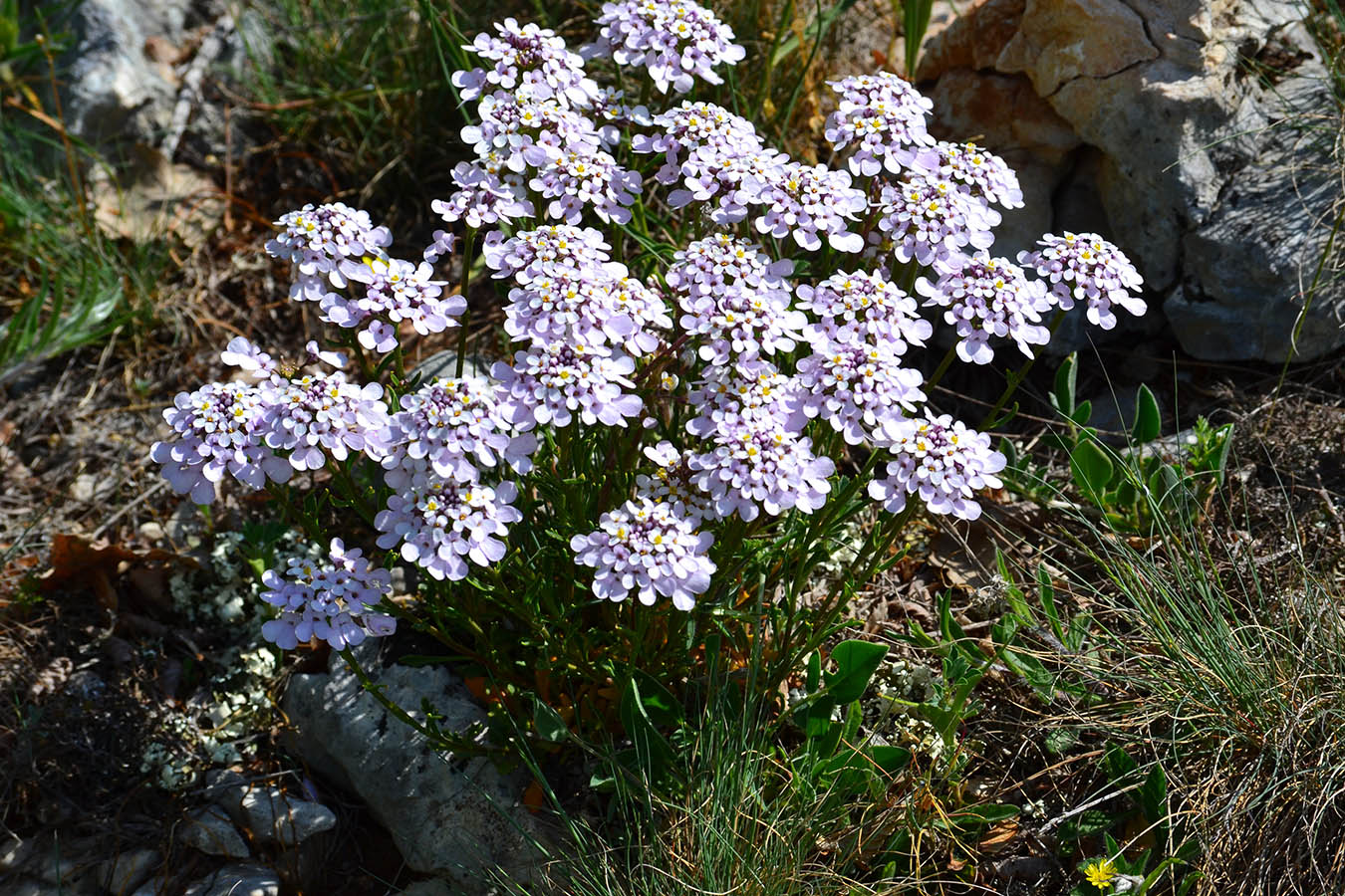 Изображение особи Iberis simplex.