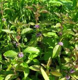 Mentha arvensis