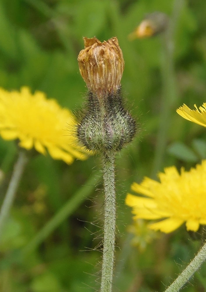 Image of genus Pilosella specimen.