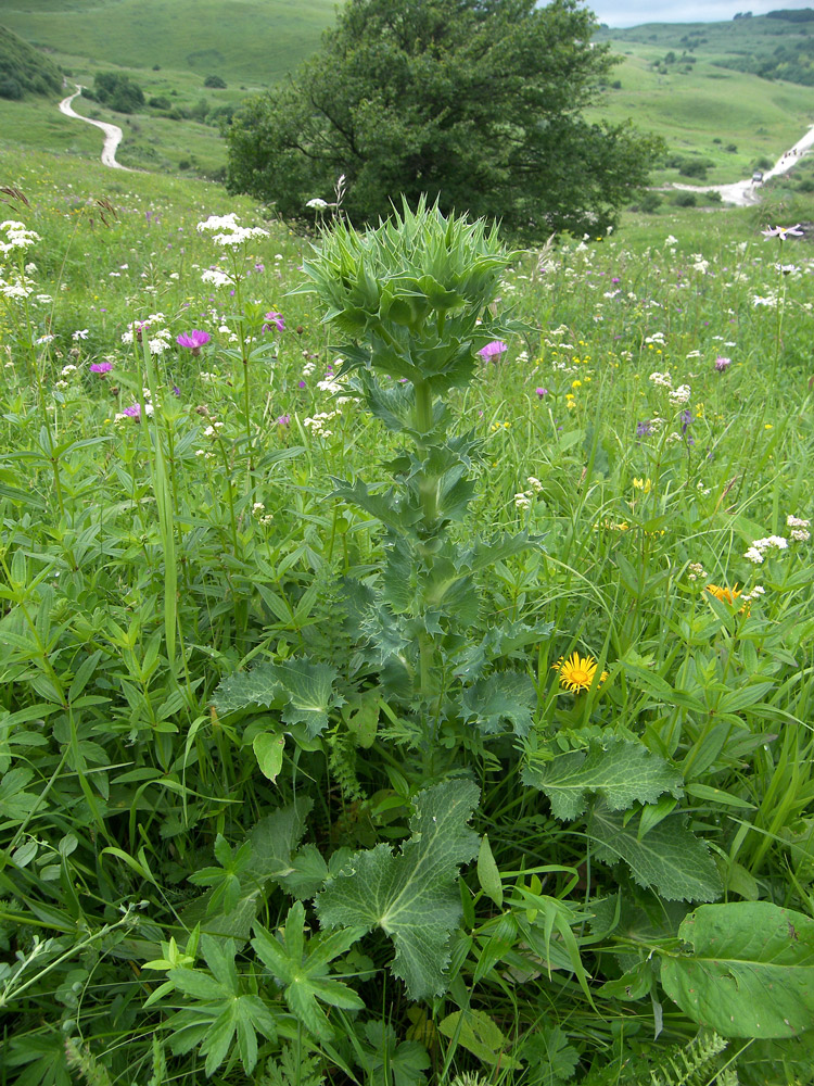 Image of Eryngium giganteum specimen.