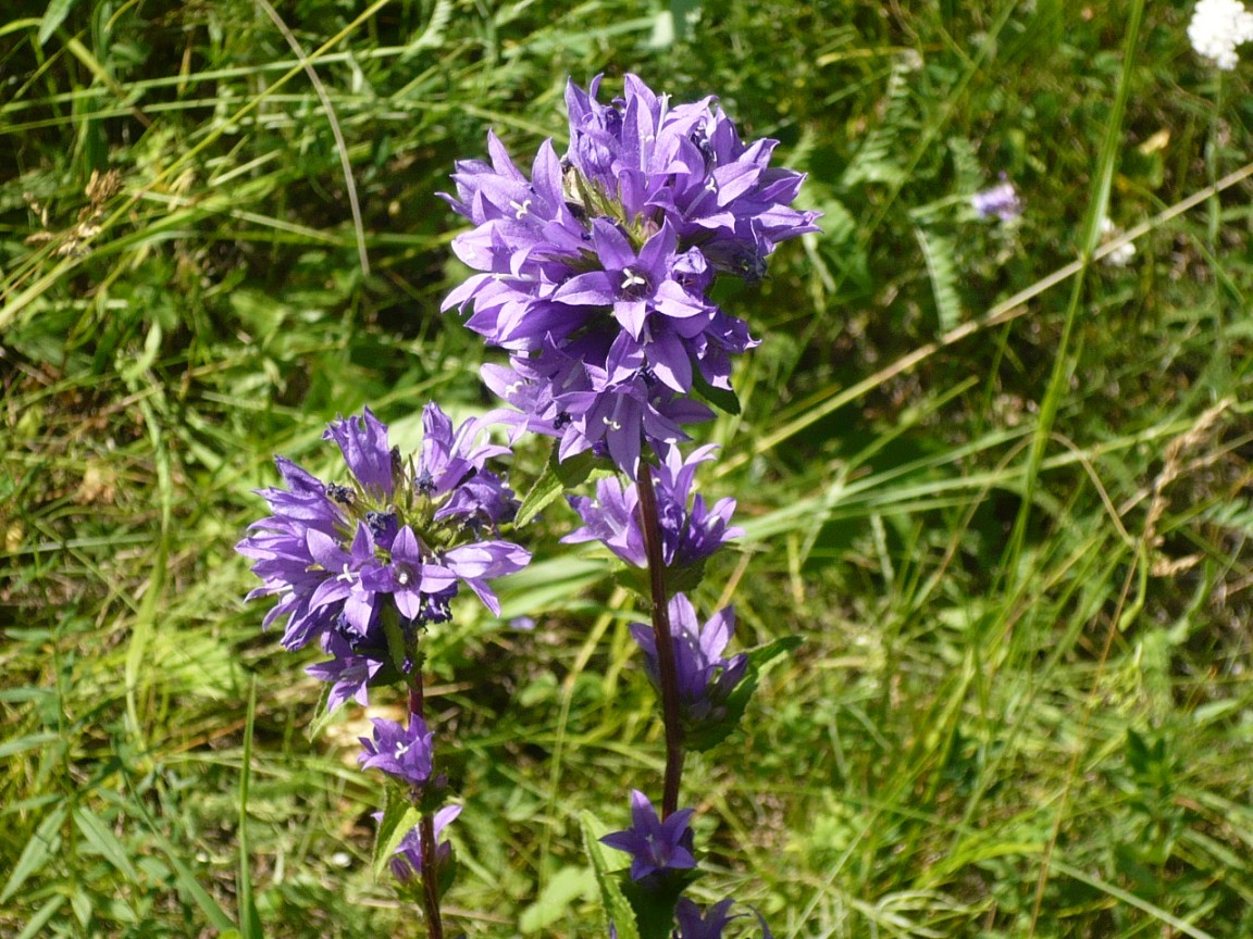 Image of Campanula glomerata specimen.