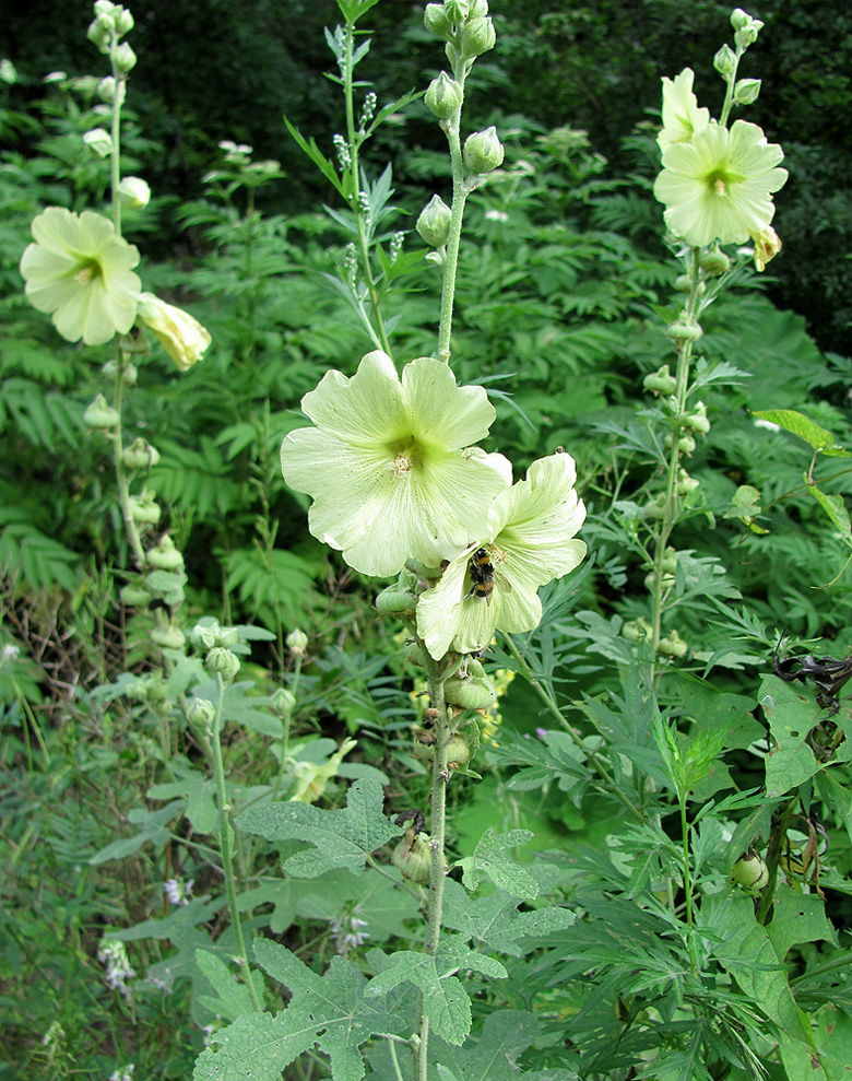 Image of Alcea rugosa specimen.