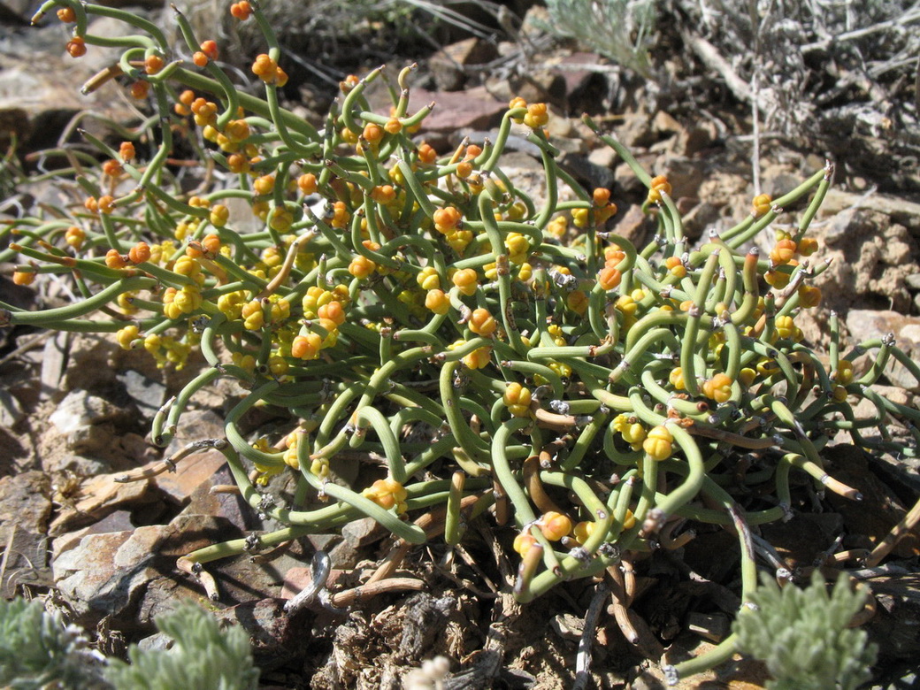 Изображение особи Ephedra dahurica.