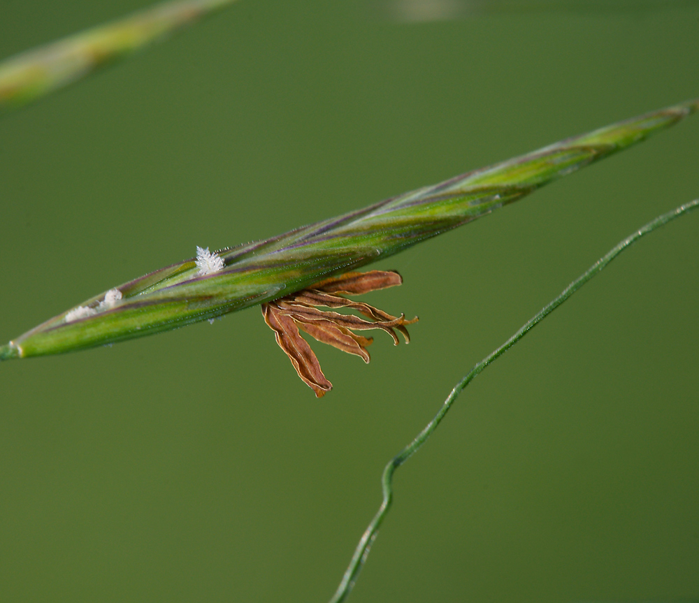 Изображение особи Bromopsis inermis.