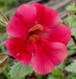 Смотреть изображение Mimulus cupreus