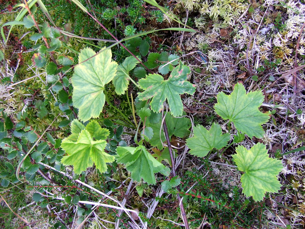 Image of genus Alchemilla specimen.