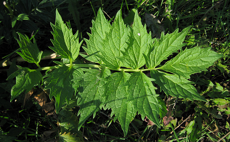 Image of Valeriana officinalis specimen.