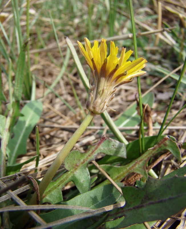 Image of Taraxacum bessarabicum specimen.