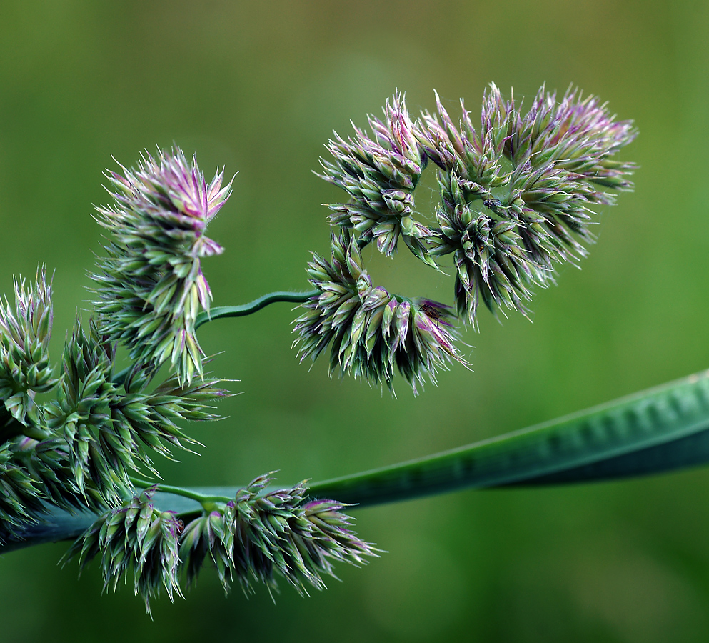 Изображение особи Dactylis glomerata.