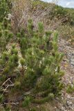 Pinus mugo. Растение с шишками на горном склоне. Черногория, нац. парк Дурмитор, пояс зарослей Pinus mugo. 15.10.2014.