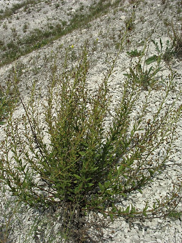 Image of Scrophularia cretacea specimen.