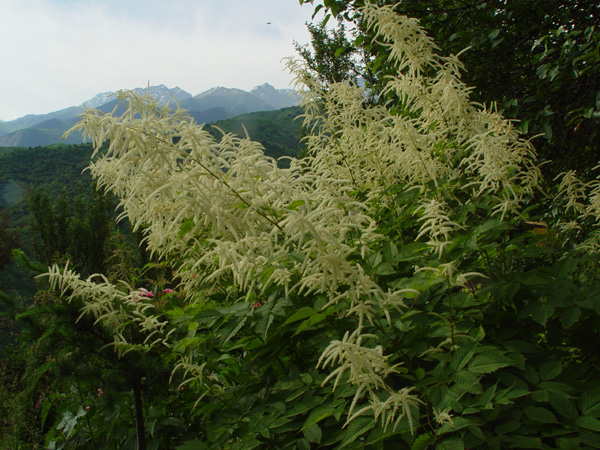 Image of Aruncus dioicus specimen.