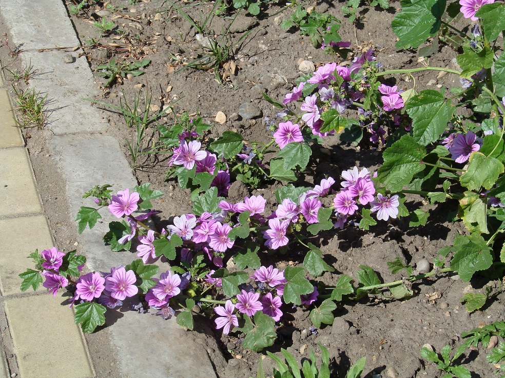 Image of Malva mauritiana specimen.