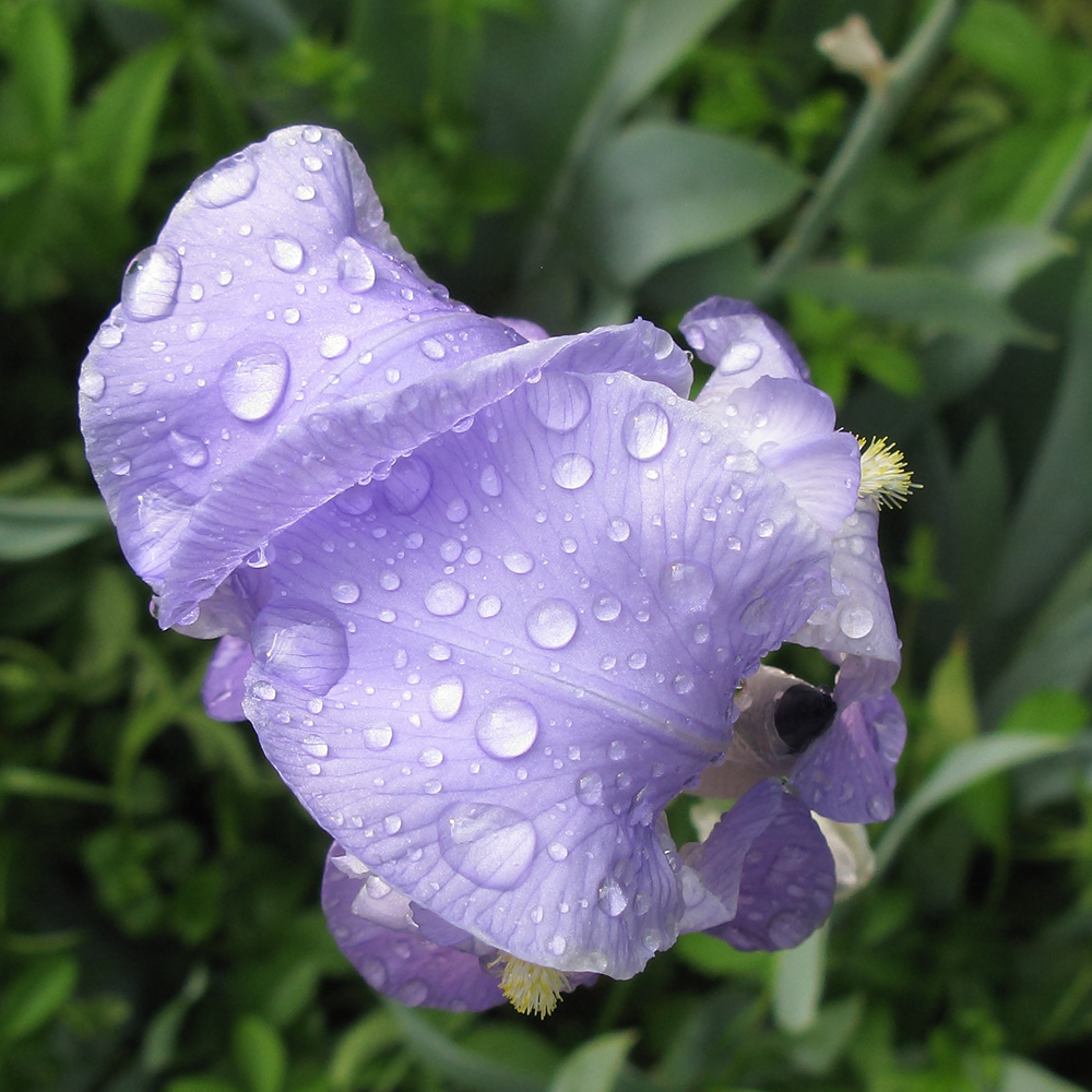 Image of Iris pallida specimen.