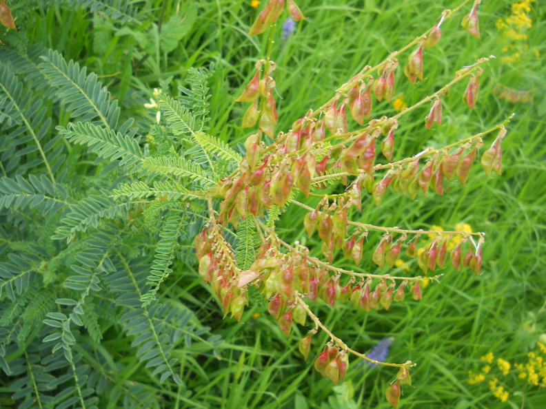 Изображение особи Astragalus galegiformis.