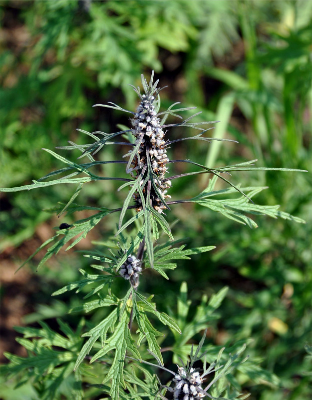 Image of Leonurus deminutus specimen.