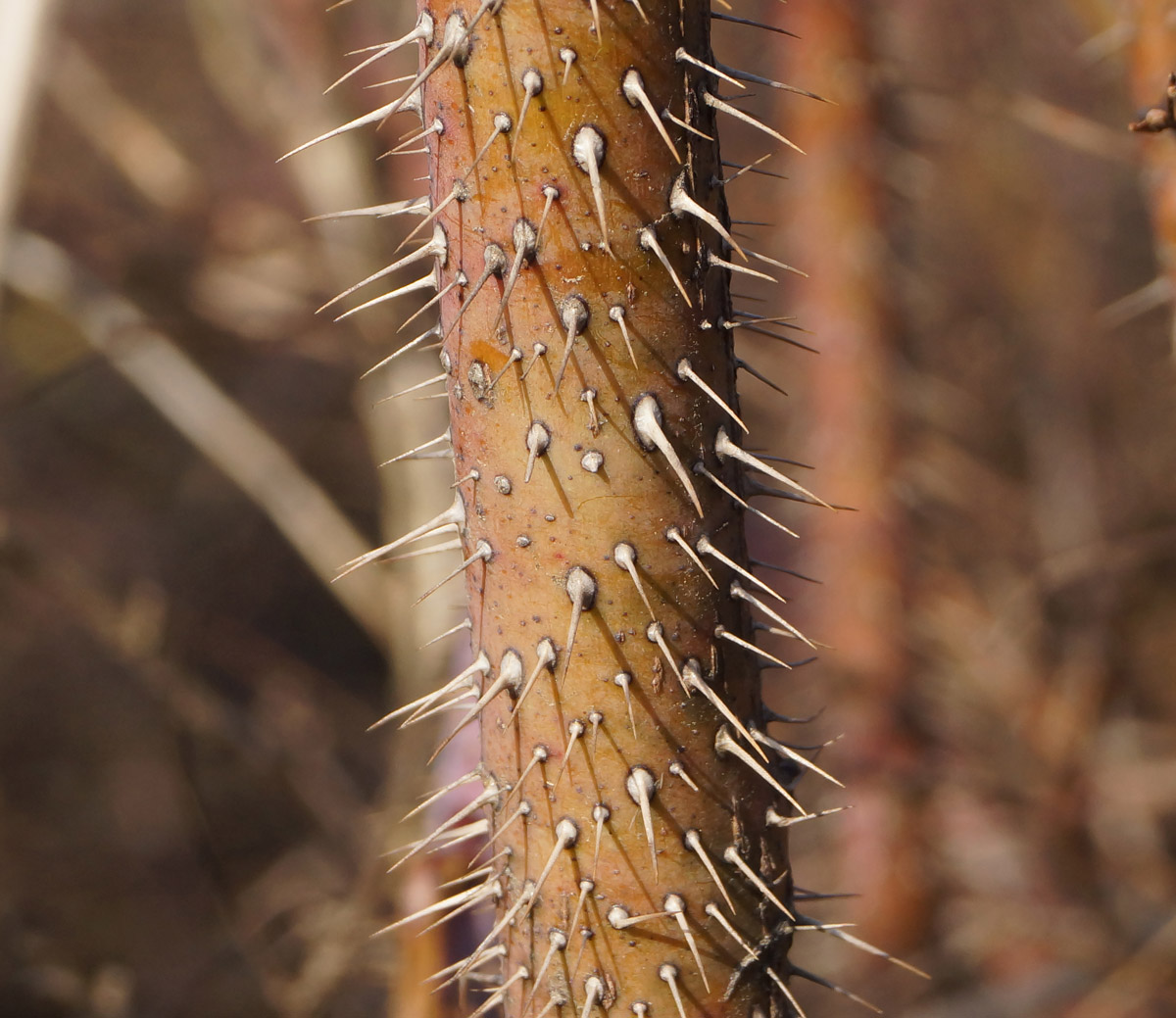 Image of Rosa acicularis specimen.