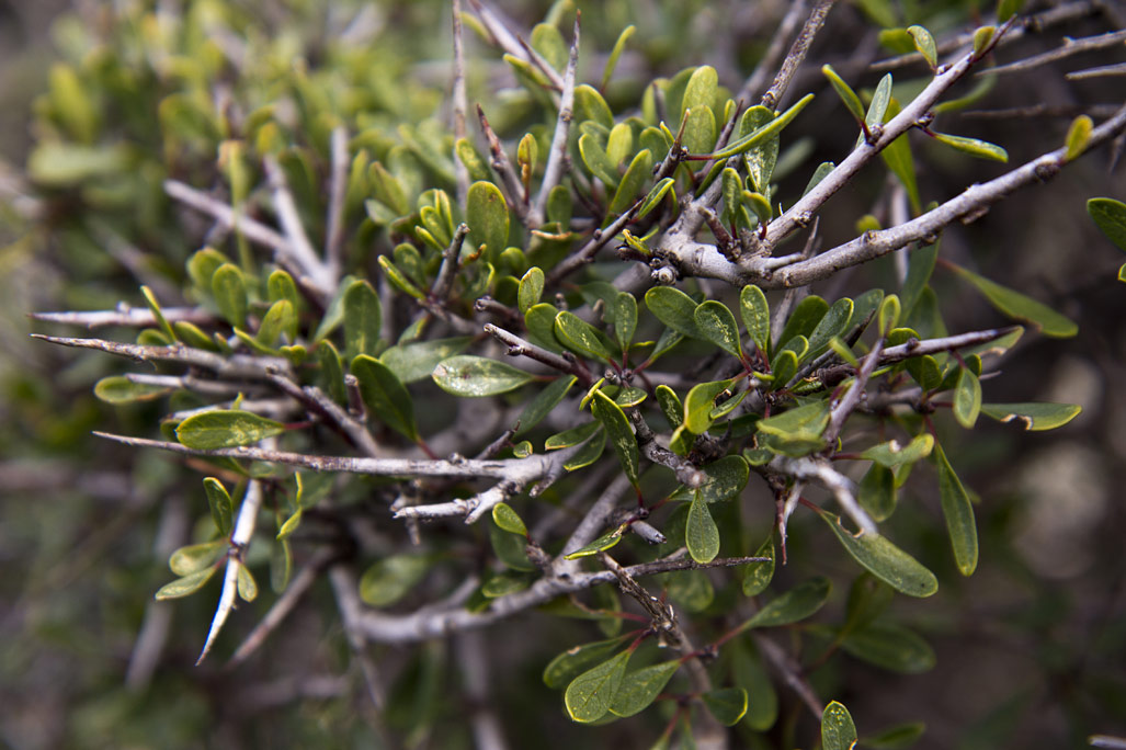 Image of Rhamnus lycioides ssp. oleoides specimen.