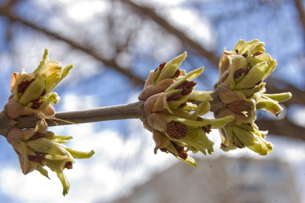 Image of Acer negundo specimen.