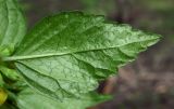 Galeobdolon caucasicum. Лист (нижняя сторона). Республика Адыгея, г. Майкоп, южная окраина города, дубово-буково-грабовый лес. 09.04.2016.