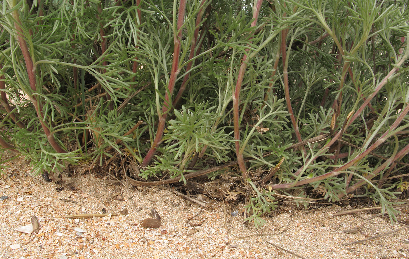 Image of genus Artemisia specimen.