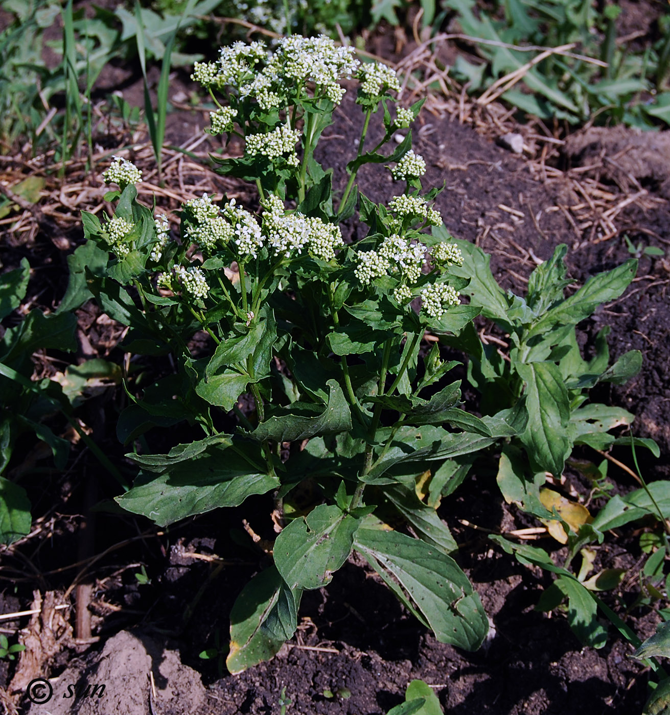 Image of Cardaria draba specimen.