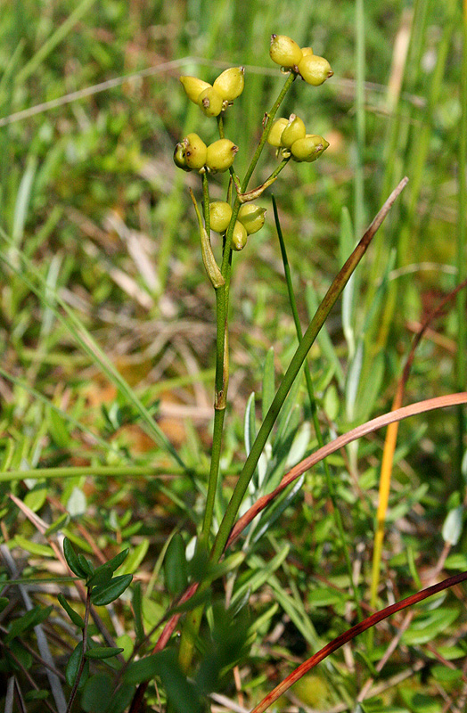 Image of Scheuchzeria palustris specimen.