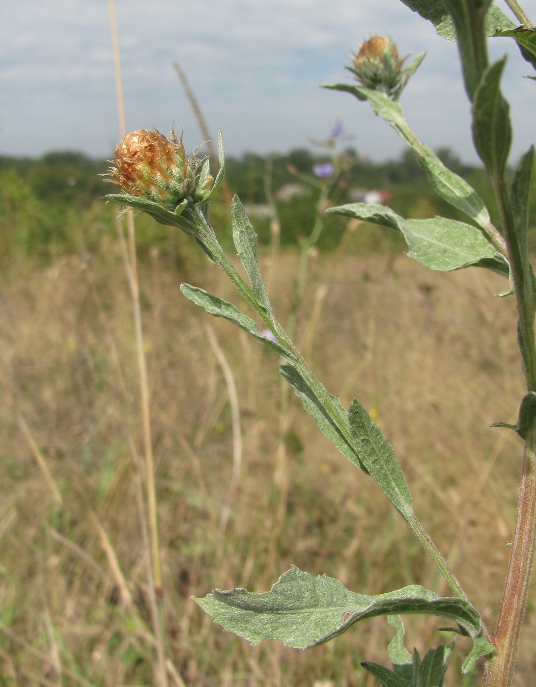 Image of genus Centaurea specimen.