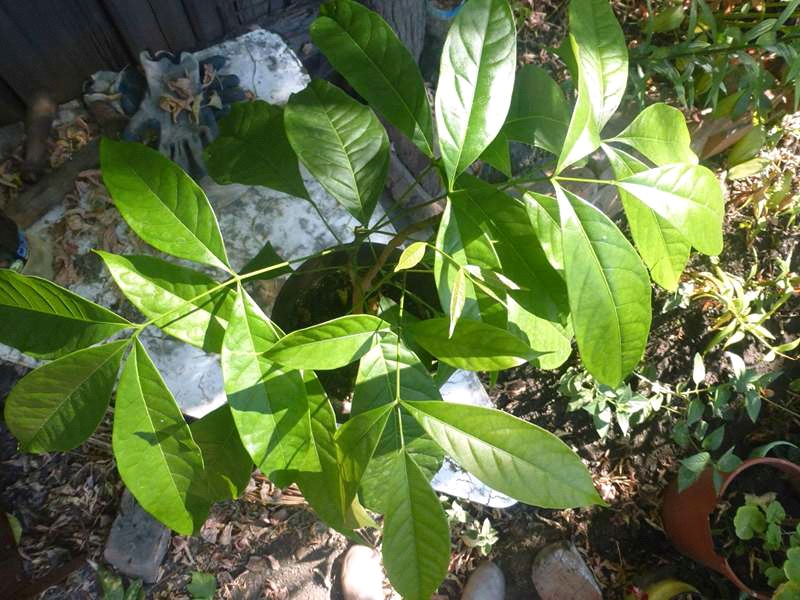 Image of familia Meliaceae specimen.