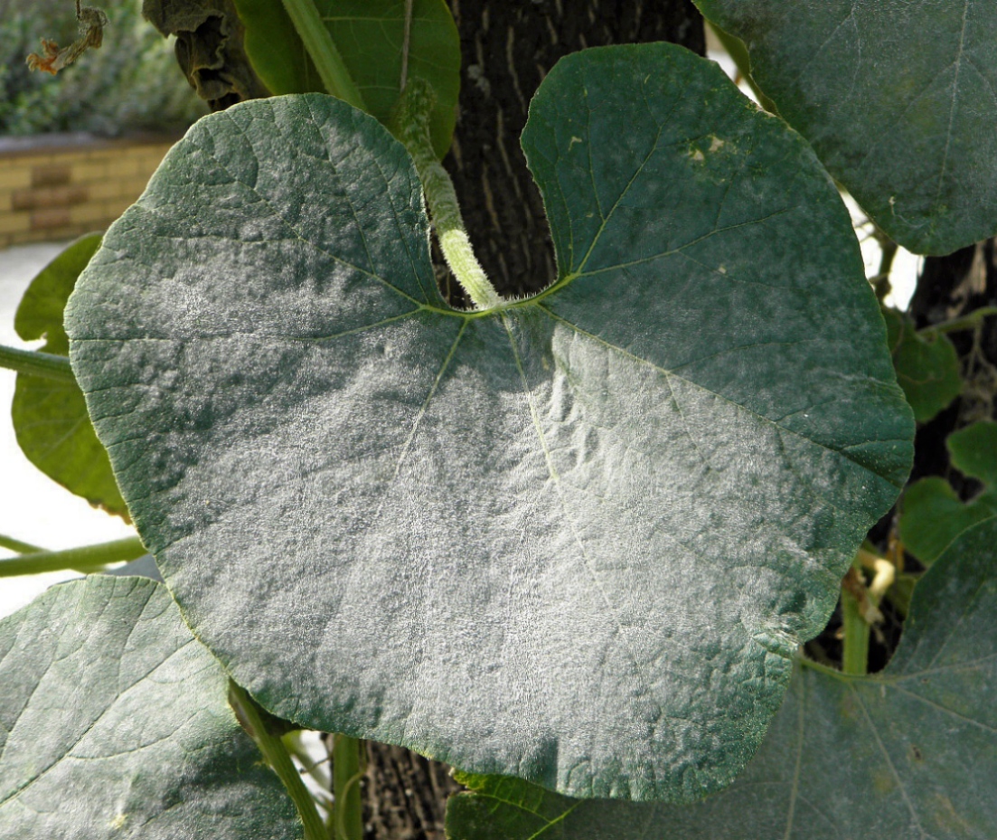 Image of Cucurbita maxima ssp. turbaniformis specimen.