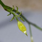 Ricotia lunaria