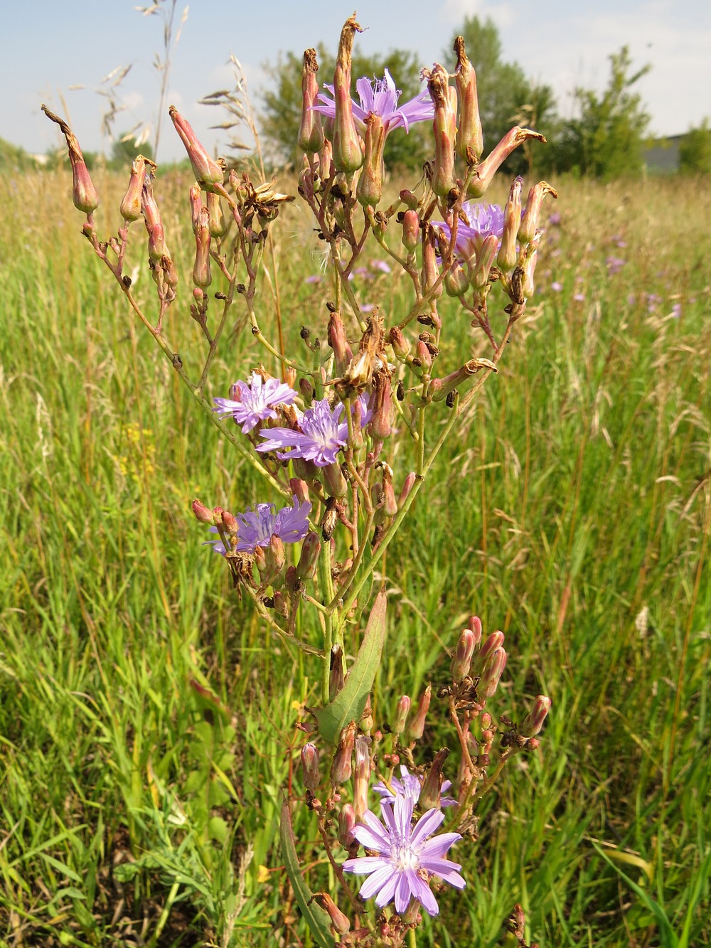 Image of Lactuca tatarica specimen.