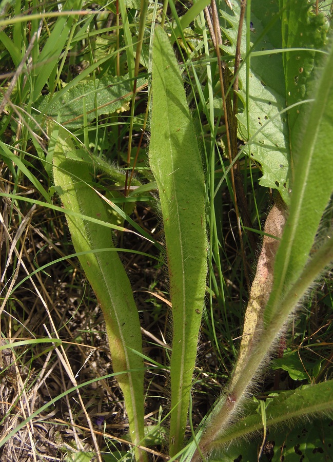 Image of genus Pilosella specimen.