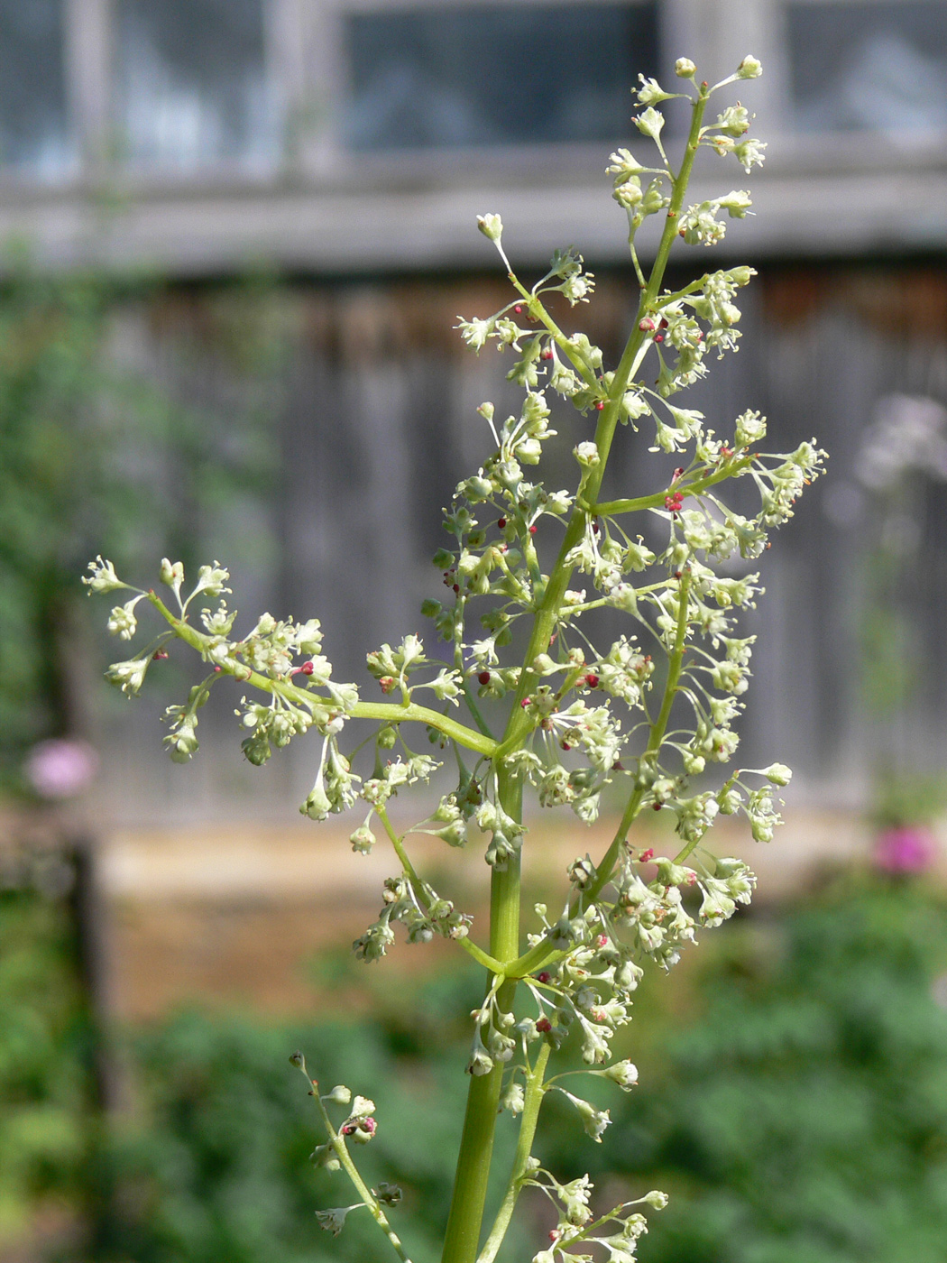 Image of Rheum rhabarbarum specimen.