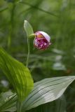 Cypripedium guttatum