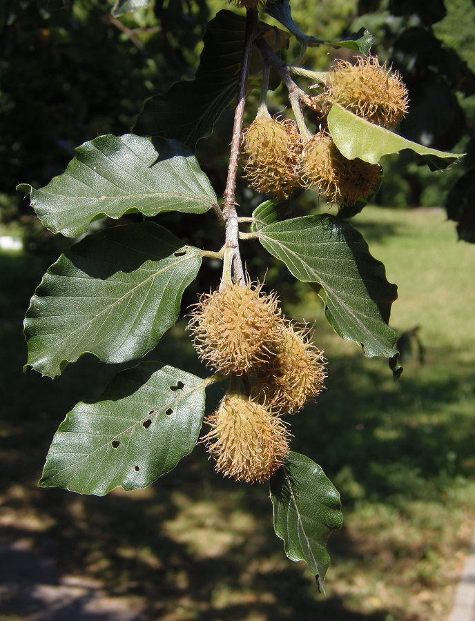 Image of Fagus sylvatica specimen.