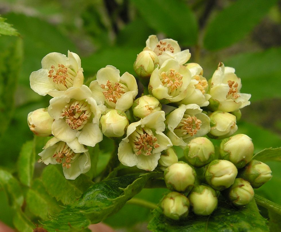 Image of Sorbus sambucifolia specimen.