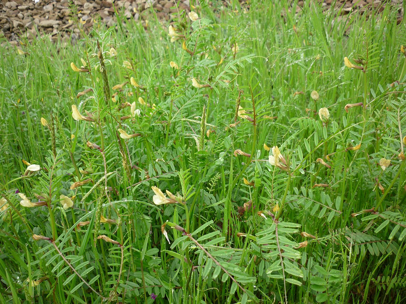 Изображение особи Vicia biebersteinii.