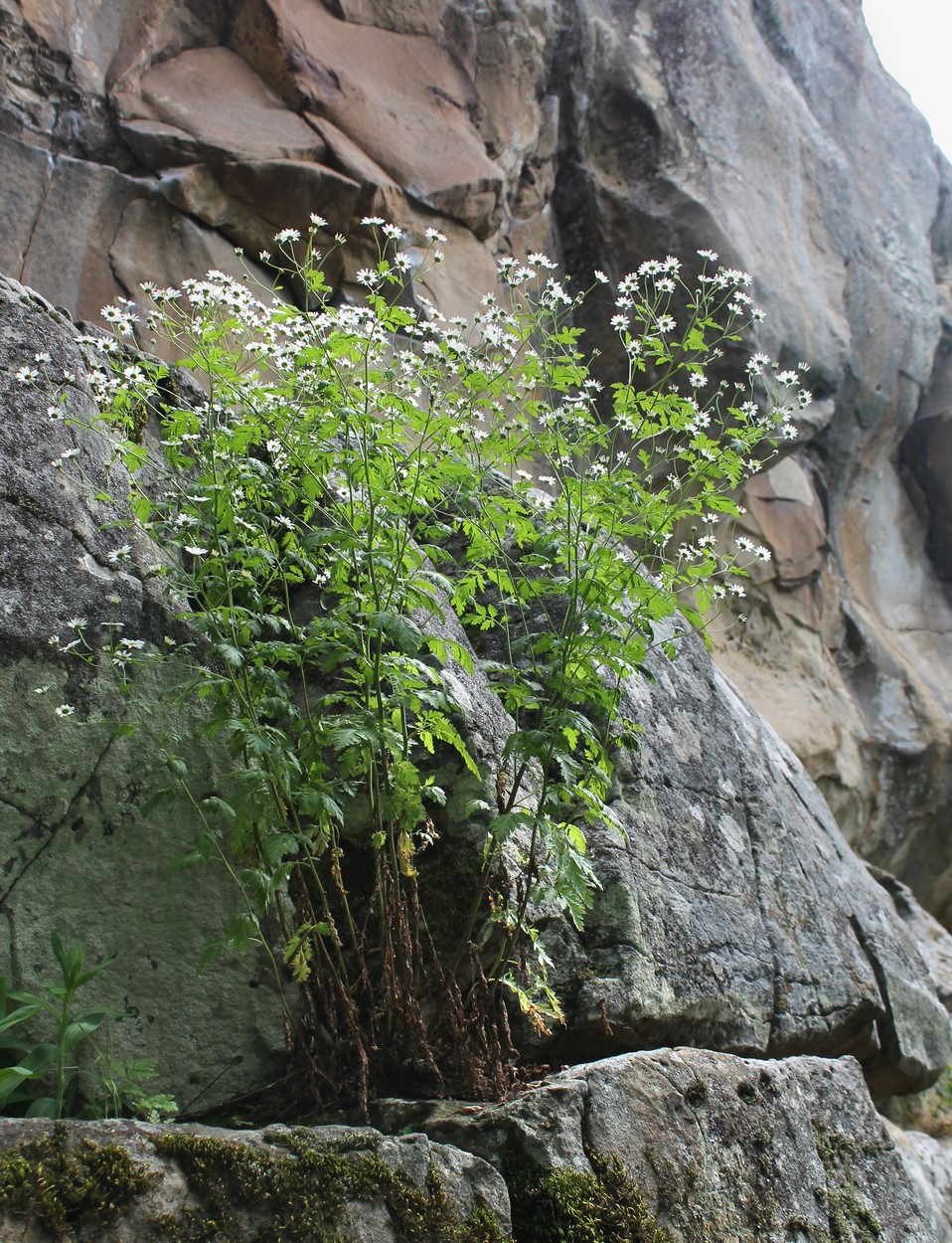 Image of Pyrethrum parthenifolium specimen.