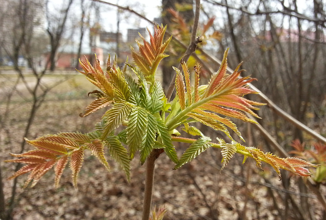 Image of Sorbaria sorbifolia specimen.