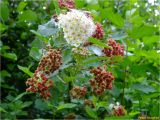 Physocarpus opulifolius. Ветвь частично отцветшего растения с завязавшимся соплодием. Украина, Ивано-Франковская обл., Болеховский горсовет, Поляницкий сельсовет, Поляницкий региональный ландшафтный парк, зарастающий кустарником луг у подножья горы. 17.06.2017.