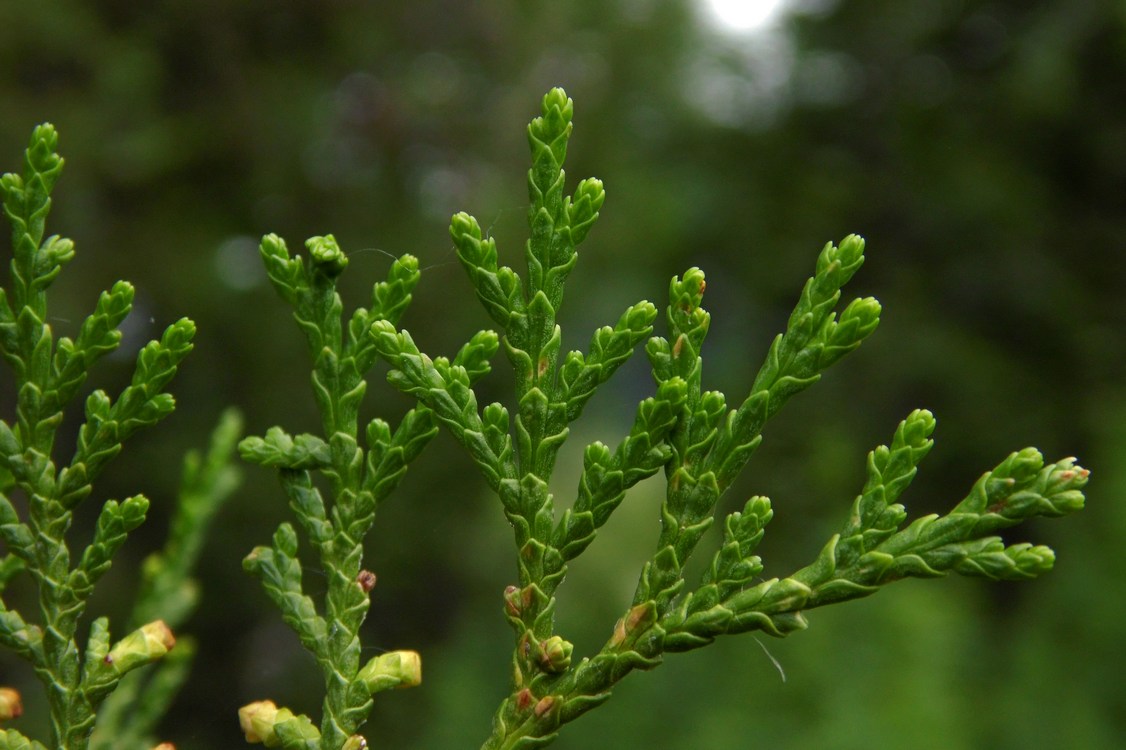 Image of Platycladus orientalis specimen.