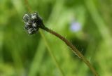 Pilosella praealta. Верхушка побега с нераскрывшимися соцветиями. Костромская обл., Судиславский р-н, окр. дер. Антипино, сухая обочина полевой дороги. 25.06.2017.