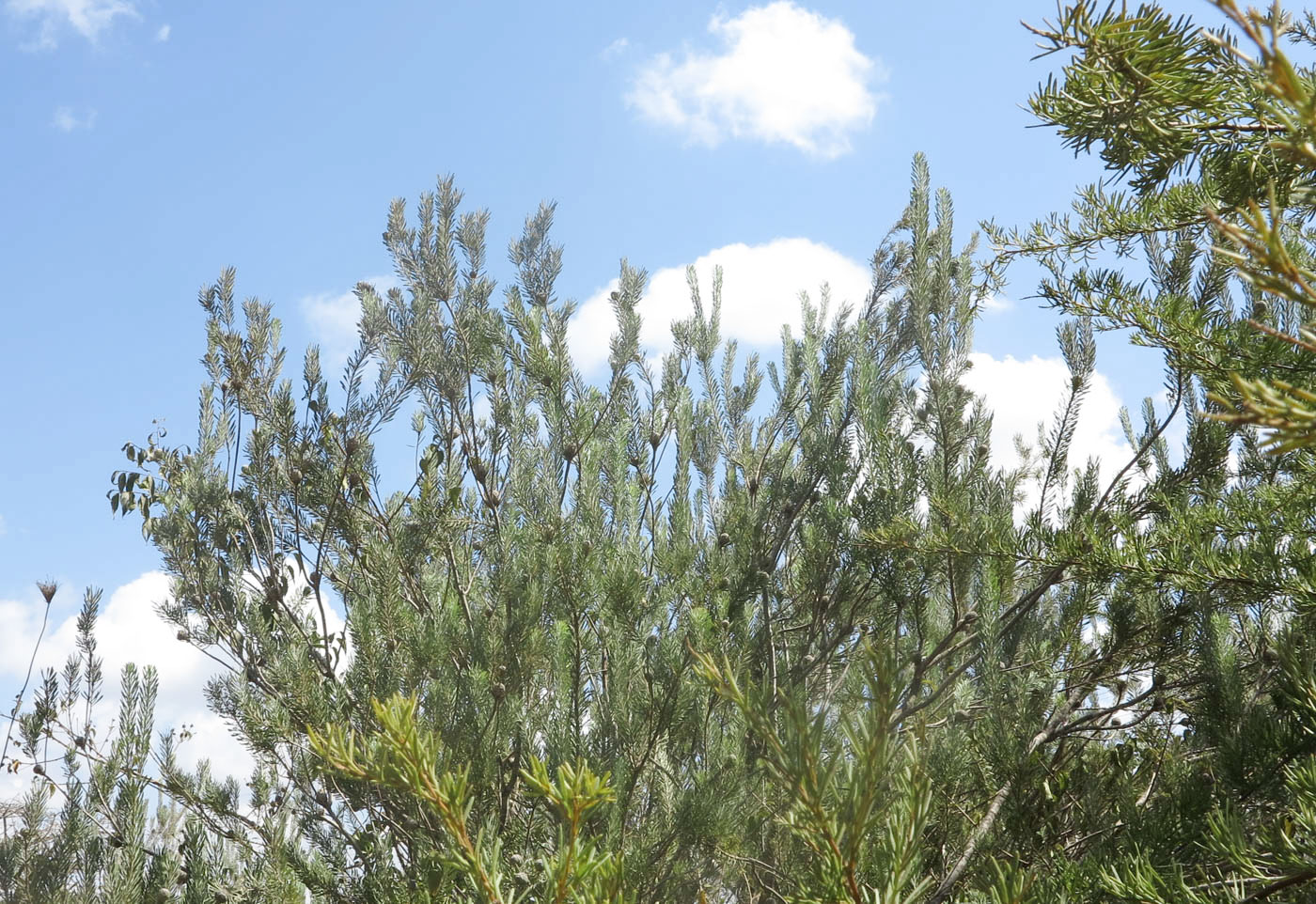 Изображение особи Leucadendron galpinii.