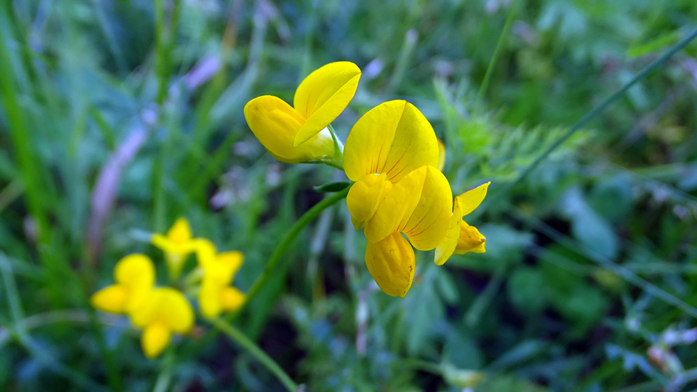 Image of genus Lotus specimen.