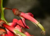 Erythrina crista-galli. Отцветший цветок. Таиланд, о-в Пхукет, ботанический сад. 16.01.2017.