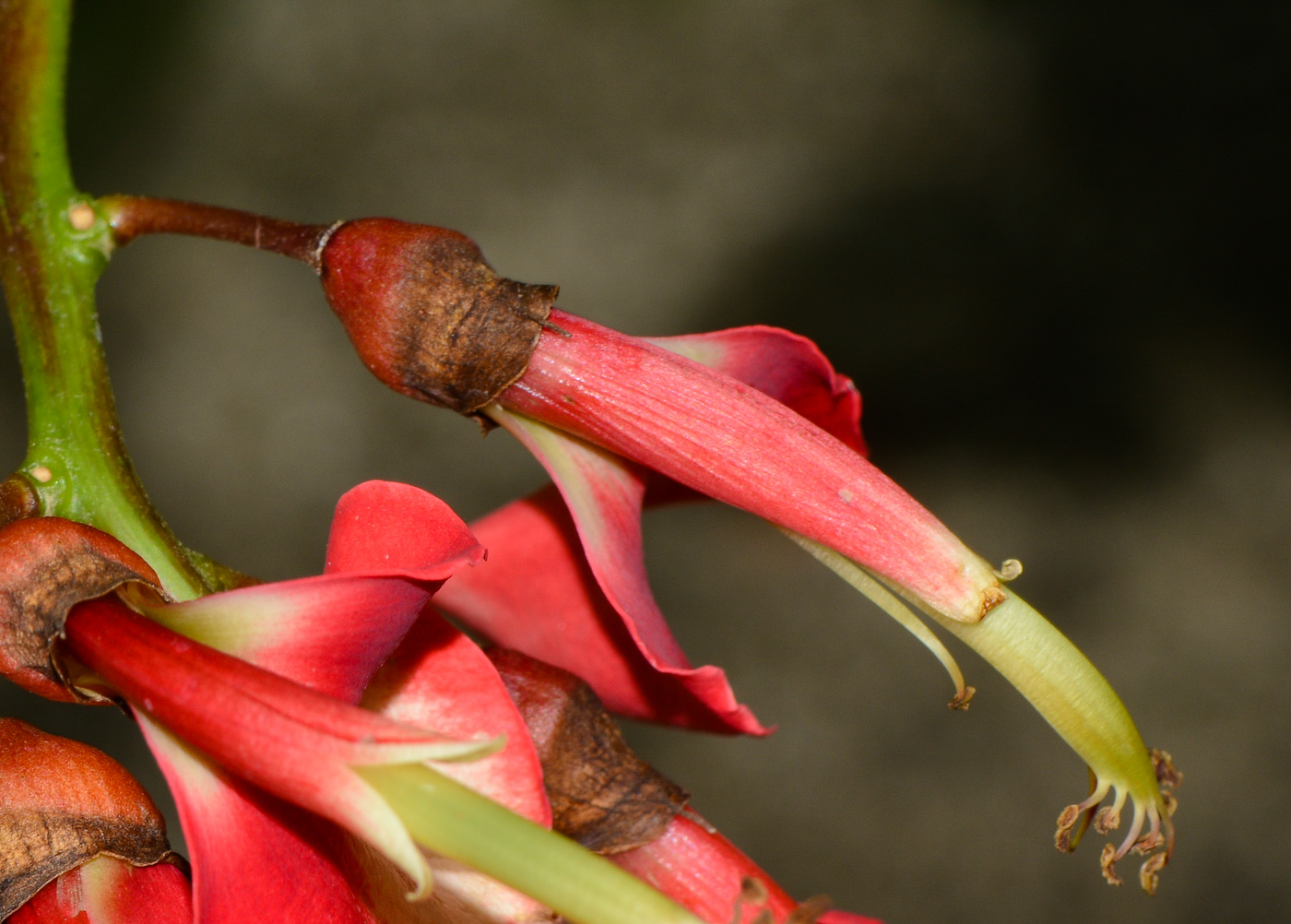Изображение особи Erythrina crista-galli.